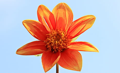 close up photography of orange dahlia flower in bloom thumbnail