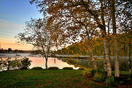 photo of brown leafed trees near body of water thumbnail