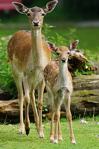 brown deer beside fawn thumbnail