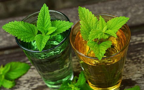 two green leaf plants in glasses thumbnail