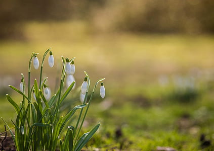 shallow focus photography of white petal flower thumbnail