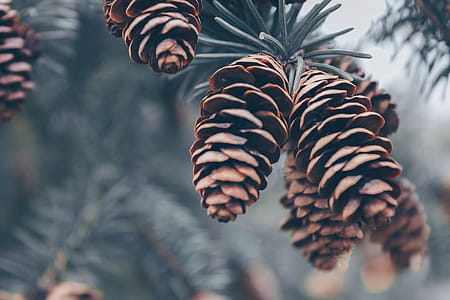 Shallow Focus Photography of Brown Pinecones thumbnail