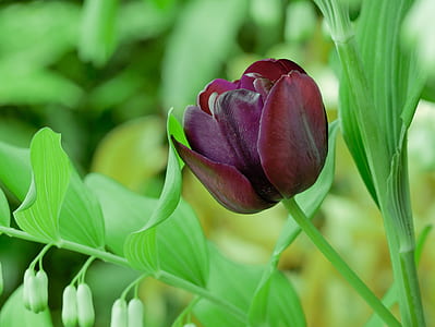 purple rose thumbnail