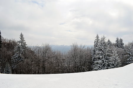 scenery of forest covered with snow thumbnail