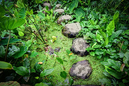step stone beside plants thumbnail