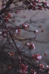closeup photography of brown tree flowers thumbnail