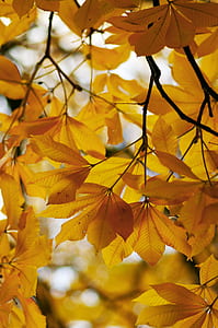 close up photography of yellow leaves thumbnail