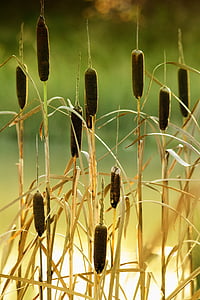 shallow focus photography of brown plants thumbnail
