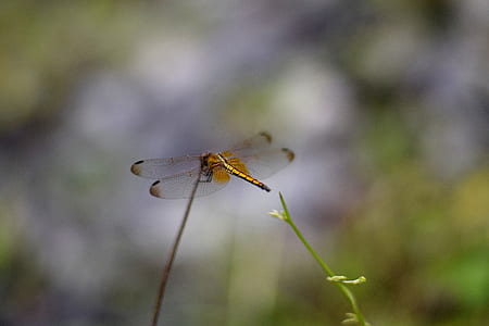 tilt shift lens photography of dragonfly on stem thumbnail
