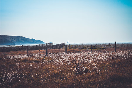 white petaled flower field thumbnail