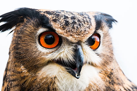 brown owl with white background thumbnail