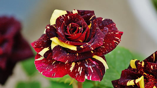 closeup photo of red, yellow, and maroon roses thumbnail