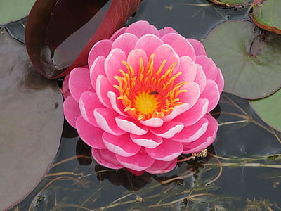 pink lotus flower thumbnail