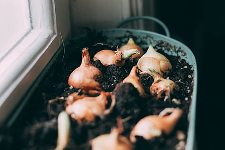 White Onions on Soil thumbnail
