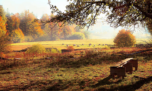 photo of animals standing on green field thumbnail