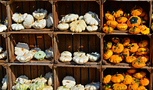boxes of squashes thumbnail