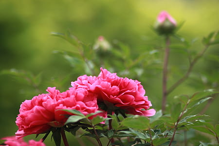 selective focus photography of carnation thumbnail