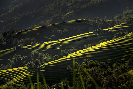 rice terraces during daytime thumbnail