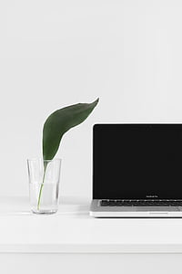MacBook Pro beside clear glass vase thumbnail