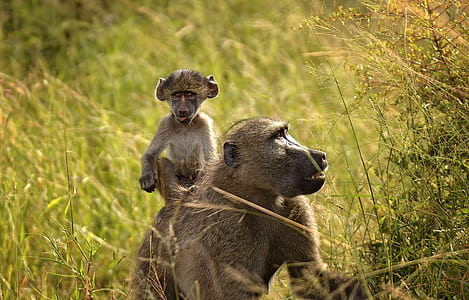 selective focus photography of apes thumbnail