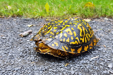 Turtle crossing the road. thumbnail