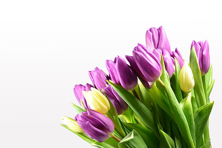 purple and yellow flowers on white background thumbnail