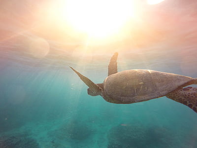 brown turtle in body of water thumbnail