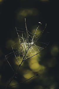 selective focused photo of a twig with spider webs thumbnail