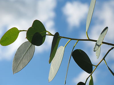 closeup photo of green leaves thumbnail