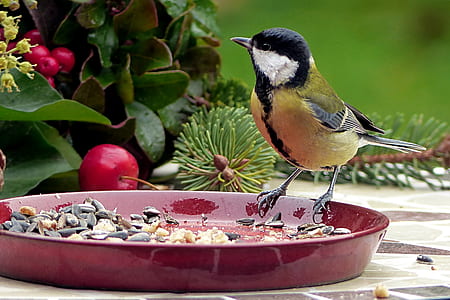 yellow and black bird on red ceramic plate during daytime thumbnail