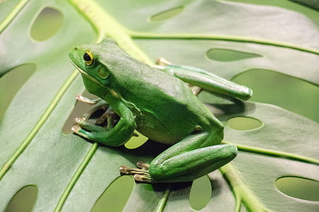 green frog on green leaf thumbnail