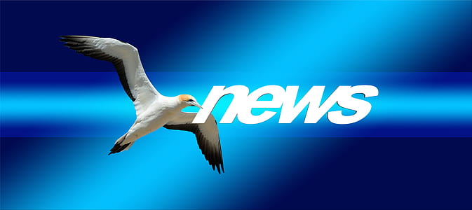 white and black bird with News text overlay thumbnail