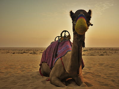 camel lying on desert thumbnail