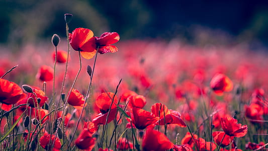 red flowers with green leaves thumbnail
