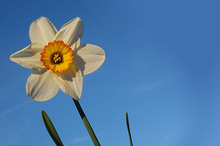 white, yellow, and orange jonquil daffodil in bloom closeup photography thumbnail