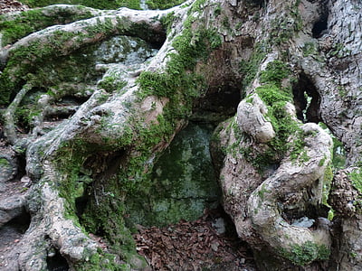 tree stump covered with moss thumbnail