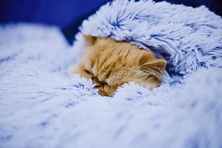 orange tabby kitten sleeping under purple fur textile thumbnail