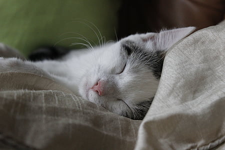 gray tabby cat sleeping thumbnail
