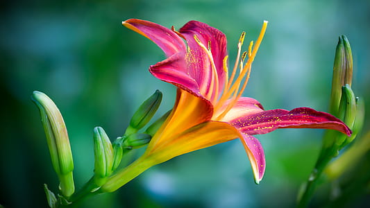 Pink and Yellow Lily Flower in Closeup Photo thumbnail