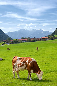brown and white cattle eating grass on green grass field thumbnail