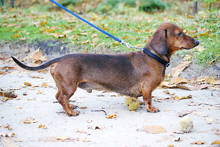 smooth red dachshund near green grass during daytime thumbnail