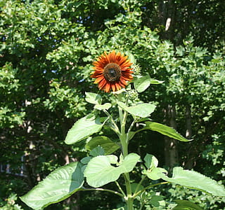 Big red sunflower with a leafy background thumbnail