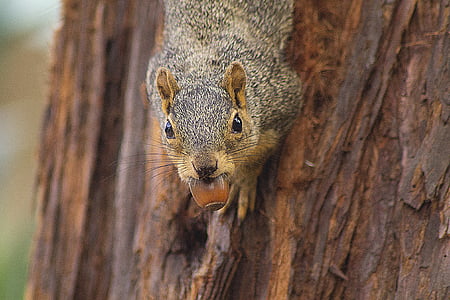 brown and black animal biting fruit on tree thumbnail