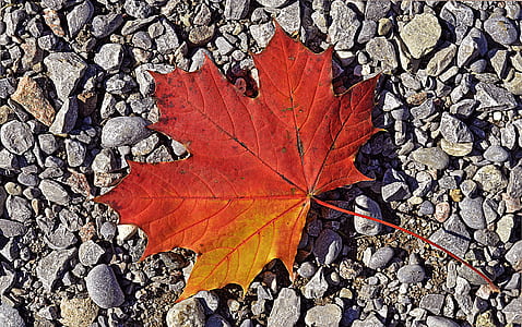 brown maple leaf thumbnail