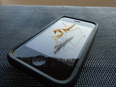 brown praying mantis on black iPhone 5 thumbnail