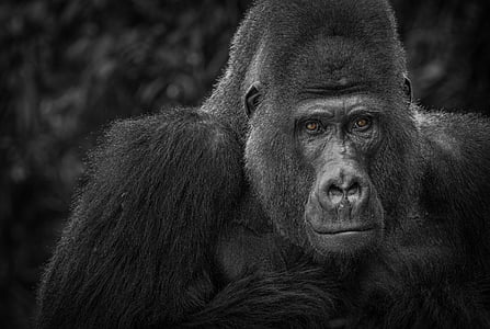 grayscale photo of gorilla thumbnail