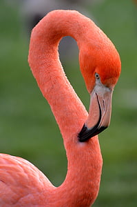 red flamingo thumbnail