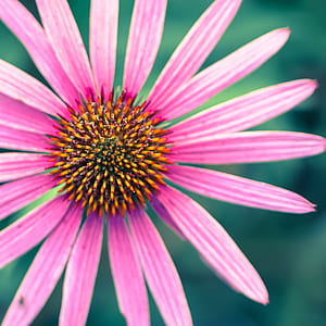 nature, petals, blur, flower thumbnail