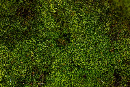 aerial view photography of green forest thumbnail