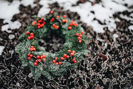 A Very Merry Fresh Holly Wreath for Christmas thumbnail